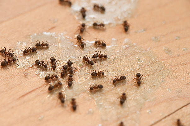 Best Termite Control Services  in University At Buffalo, NY